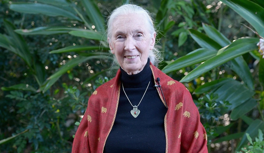 jane goodall