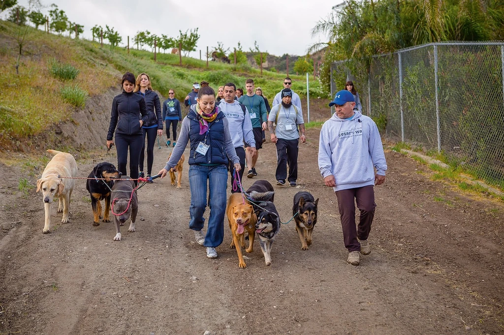 Anita „a csodálatos ­kutyadokiként” ismert Cesar Millantól tanult (Fotó: Archív)