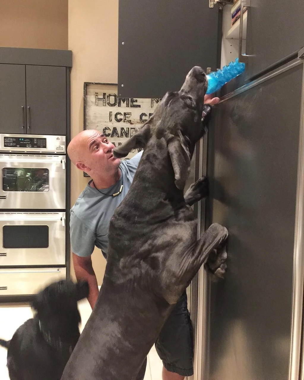 Német dogjuk miatt keveredtek összetűzésbe a szomszéddal (Fotó: Archív)