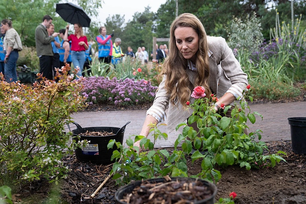 A walesi hercegné a róla elnevezett rózsát ülteti el (Fotó: Getty Images)