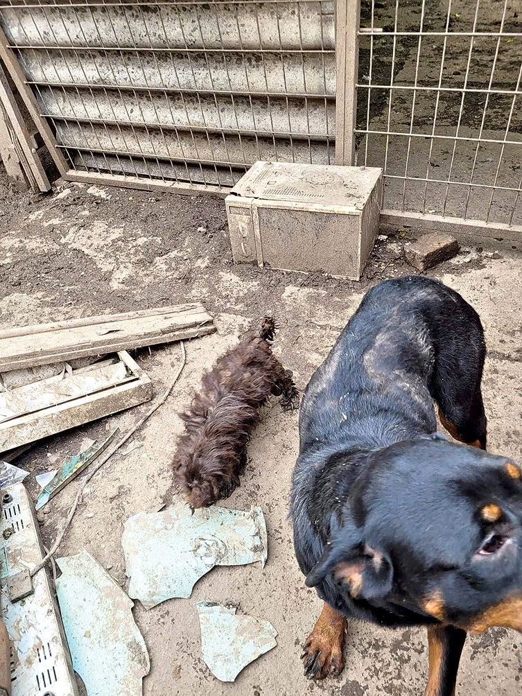 Az elhíresült udvaron áldatlan állapotok uralkodtak (Fotó: Archív)