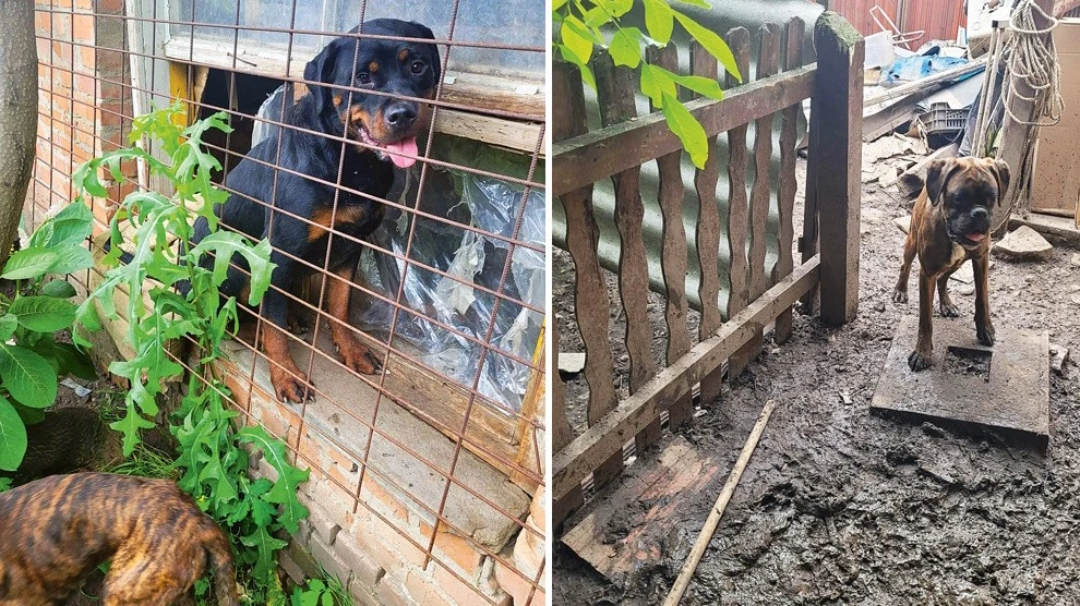 Néhány kutyát sikerült megmenteni (Fotók: Archív)