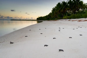 A Tetiaroa-atollon egyetlen szezon alatt 15 614 zöld tengeri teknős kelt ki a fészkekből