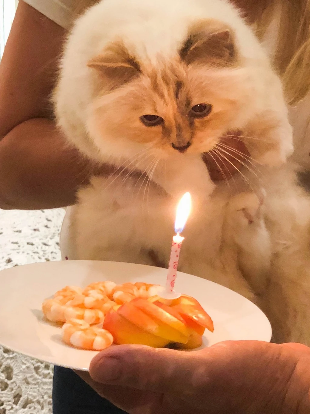Choupette egy szülinapi „garnélatortával”