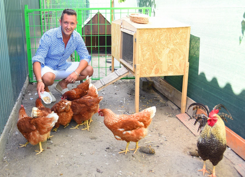 Srámek kakasa megúszta, de mennie kellett (Fotó: Olajos Piroska/fotocentral.hu)