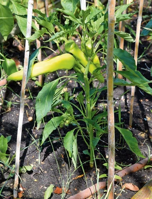 central-1018330892-min