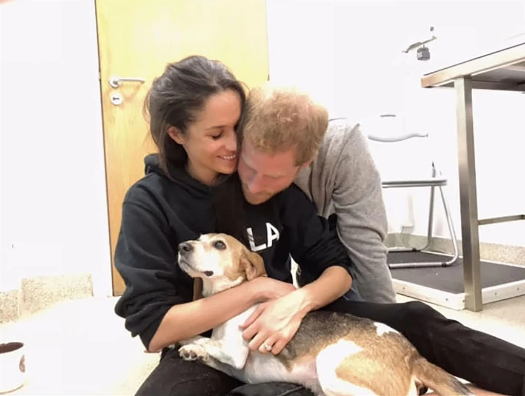 Elvesztették a kutyájukat