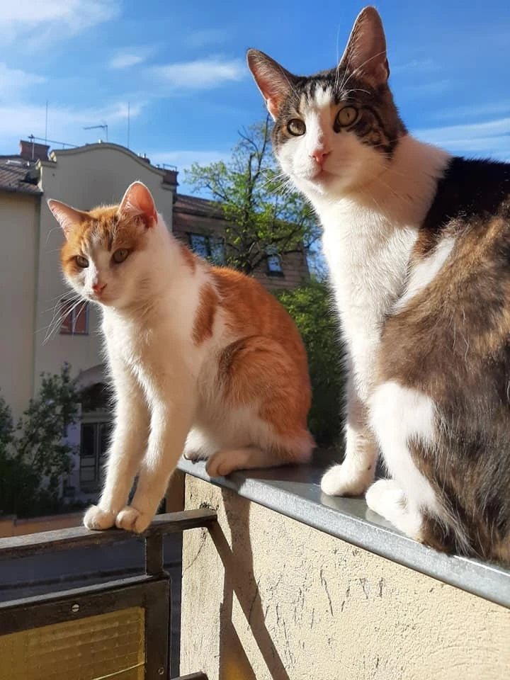 Négy cicával is együtt él Gregor Bernadett
