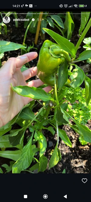 Screenshot_2024-07-18-14-21-21-942_com.instagram.android