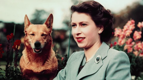 erzsebetkiralynocorgi