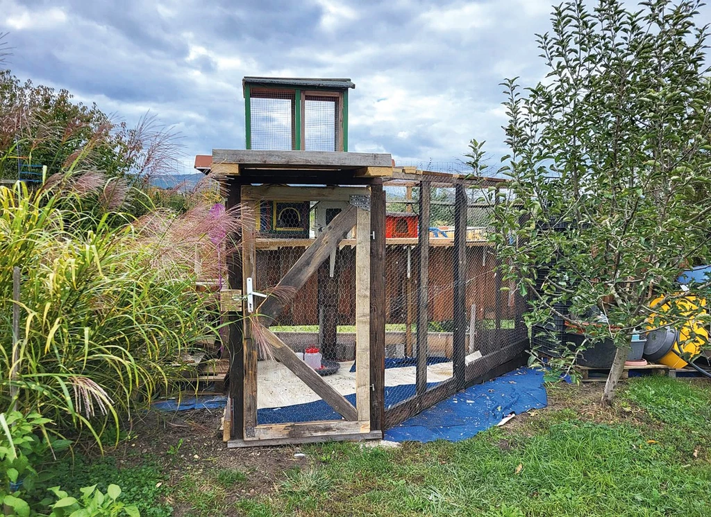 „Nemrég galambászkodni kezdtünk. Galambdúcot építettem nekik, majd röptetőt ajtóval, védőhálóval, esővédővel"