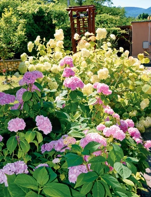 central-1018327990-min