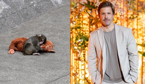 sebestyen balazs punch