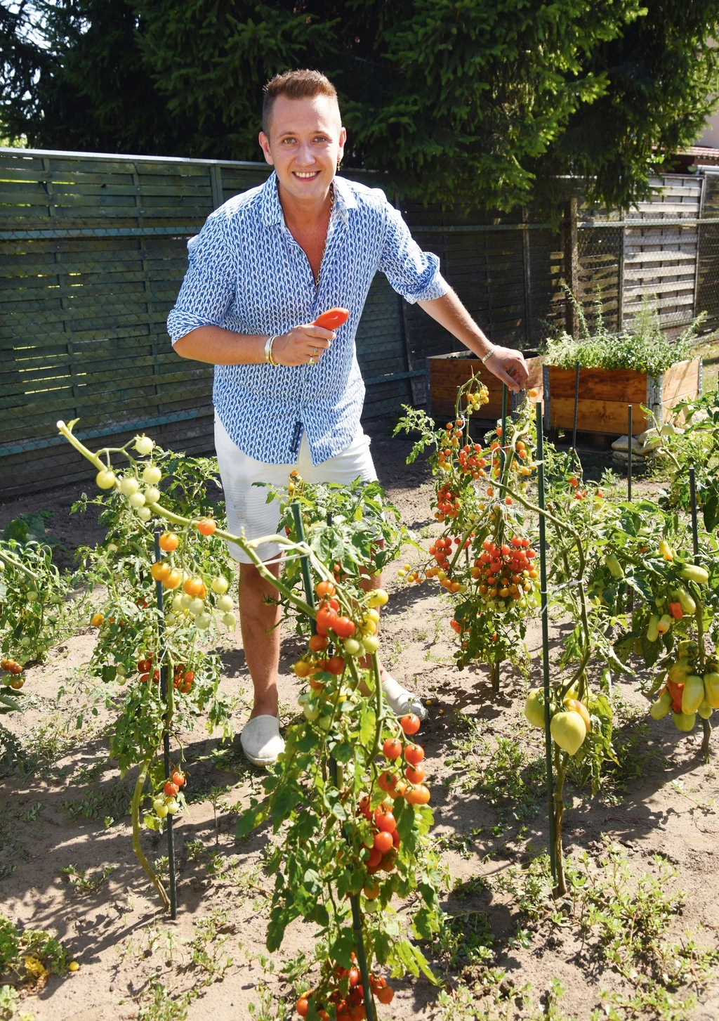 Paradicsomot is termel tököli kertjében