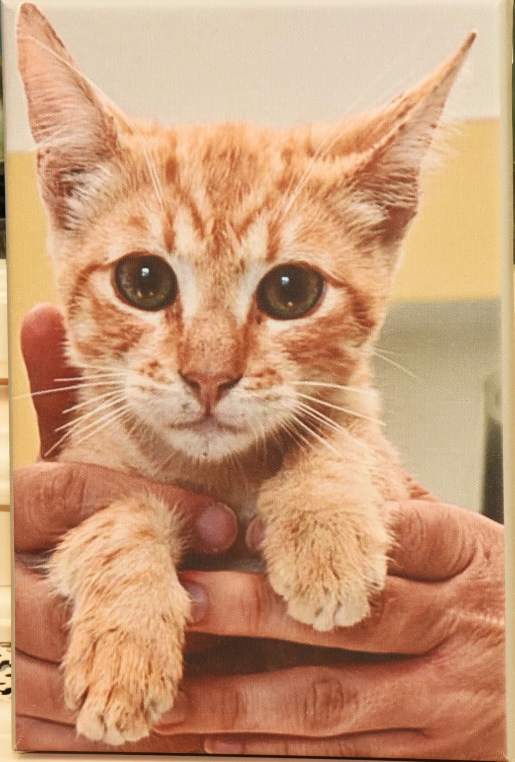 Vitray Dezső nem él együtt a szüleivel, de Tamás és Éva rendszeresen látogatja örökbe fogadott gyereküket (Fotó: Olajos Piroska/fotocentral.hu)