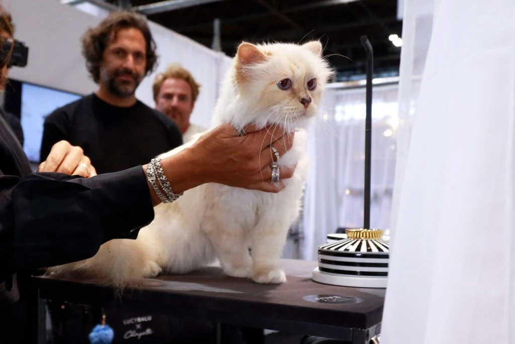 Choupette máig „vállal” munkákat: 2022-ben egy dizájnshow-n pózolt