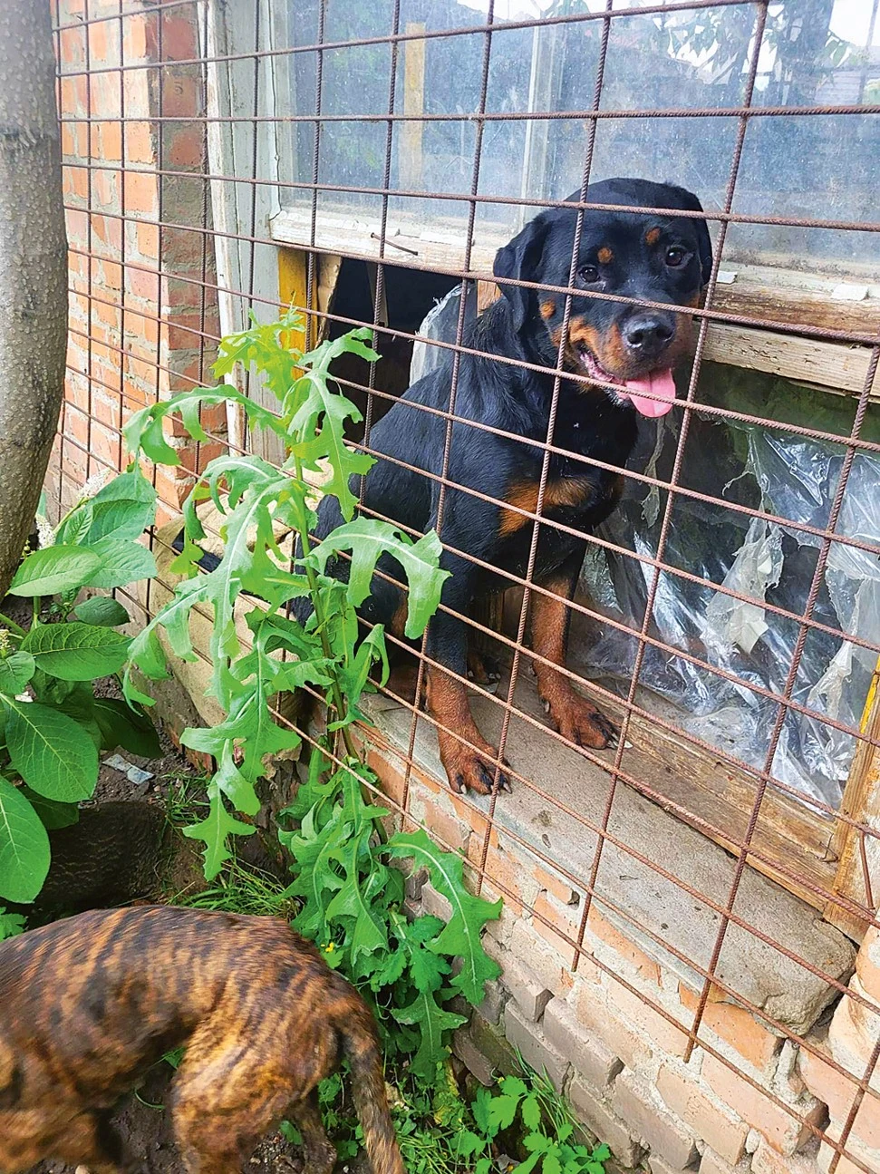 Az énekesnőt többször is látták a telepen kölyökkutyákkal a kezében (Fotó: Archív)