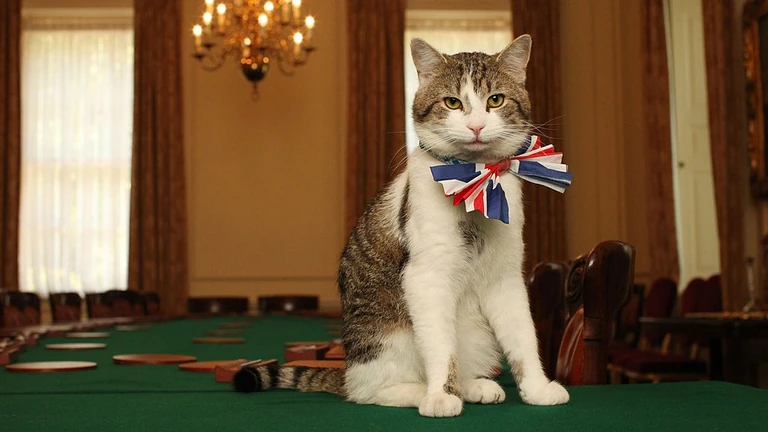 Ez a macska olyan híres, mint a királyi család: ő Larry, a Downing Street 10. főegerésze