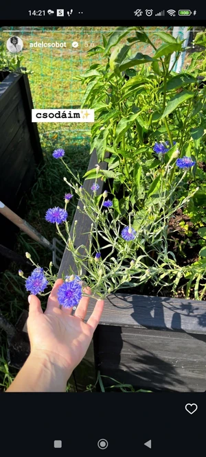 Screenshot_2024-07-18-14-21-09-386_com.instagram.android