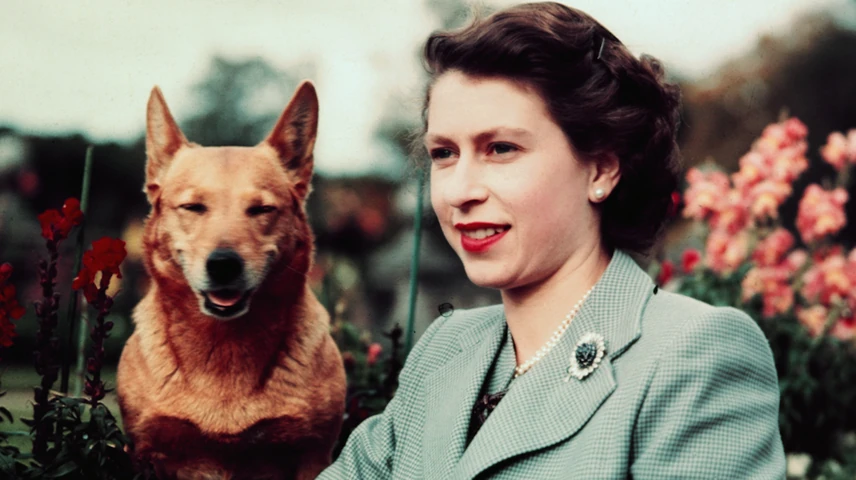 erzsebetkiralynocorgi