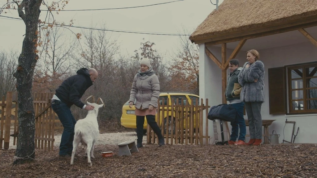 Vanessza, a kecske szófogadó jószág (Fotó: RTL/Sajtóklub)