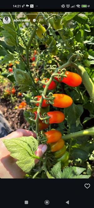 Screenshot_2024-07-18-14-21-26-516_com.instagram.android