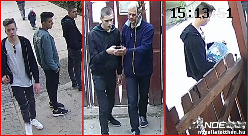A bűncselekmény képekben (Fotó: Facebook/Noé Állatotthon)