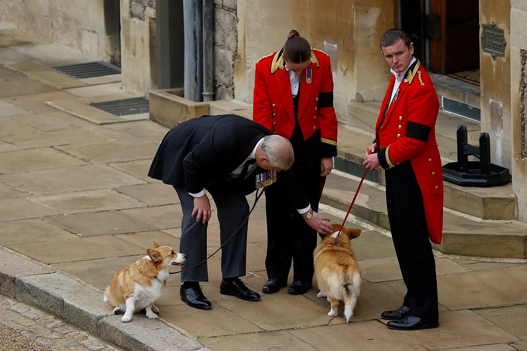 Sandy és Muick, a királynő kedvenc corgijai a temetésén is elbúcsúztak szeretett gazdájuktól (Fotó: Getty Images)