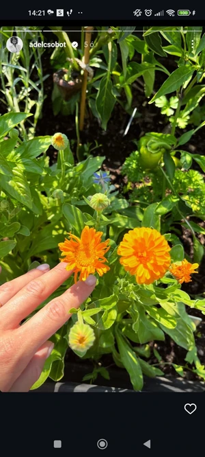 Screenshot_2024-07-18-14-21-14-121_com.instagram.android